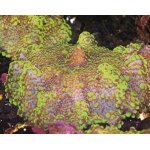 Korallen&Wirbellose