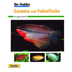 Guramis und Fadenfische Ihr Hobby