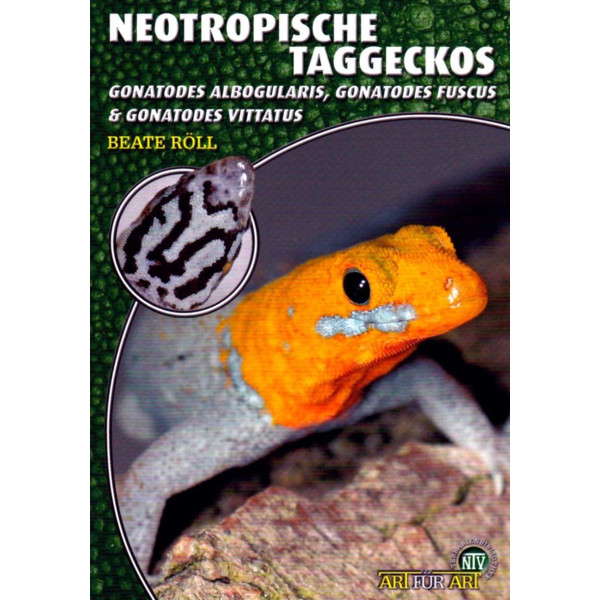 Neotropische Taggeckos
