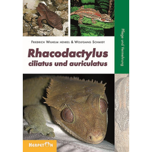 Rhacodactylus ciliatus und auriculatus