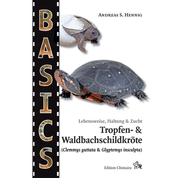 Tropfen- und Waldbachschildkröte (Clemmys guttata & Glyptemys insculpta)