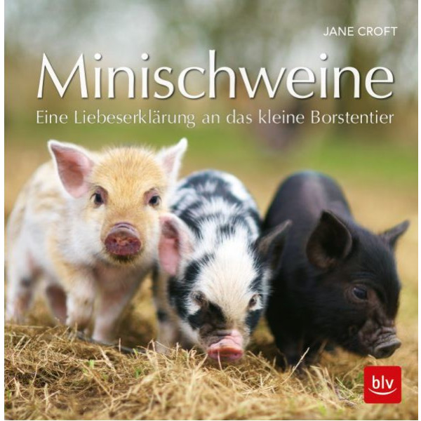 Minischweine