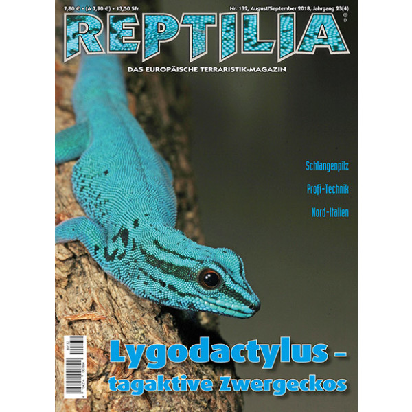 Reptilia 132 -  Lygodactylus &ndash; tagaktive Zwerggeckos (August/September 2018)