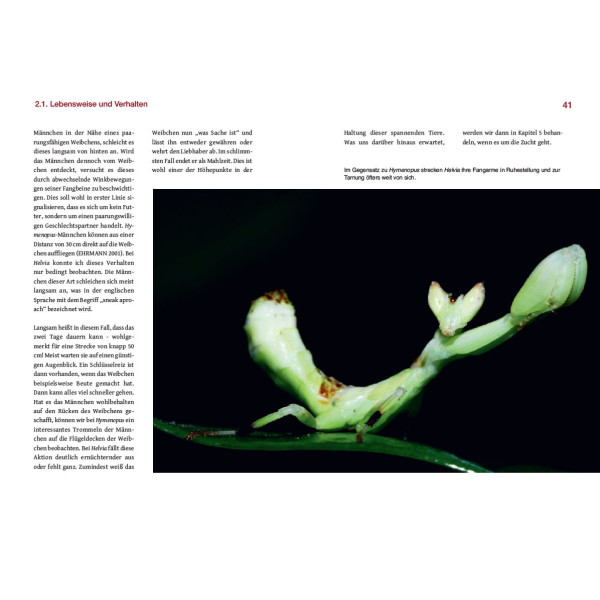 Orchideenmantiden - Die Gattungen Helvia & Hymenopus