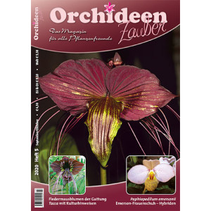 Orchideen Zauber 5 (September/Oktober 2020)