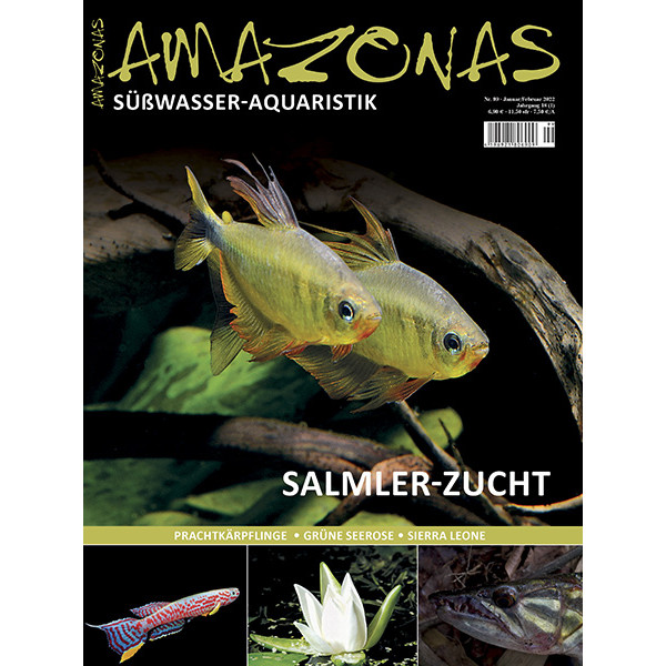 Amazonas 99 - Salmler-Zucht
