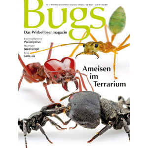 Bugs 4 - Ameisen im Terrarium (Dezember/Januer/Febraur...